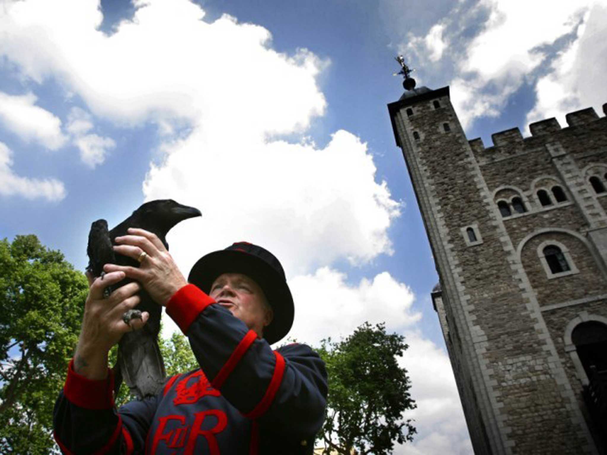 Watch the birdie: Ravens have been kept at the Tower for centuries