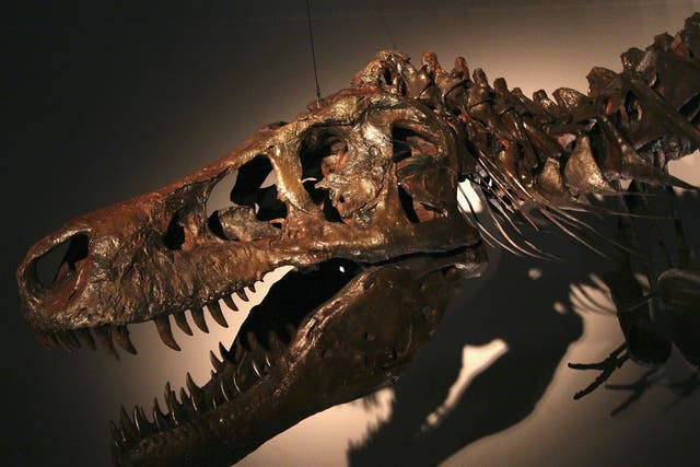 The king is dead: the world’s largest Tyrannosaurus Rex fossil, aka Sue, discovered in 1990 – one of the dinosaurs believed to have died out after an asteroid strike on Earth