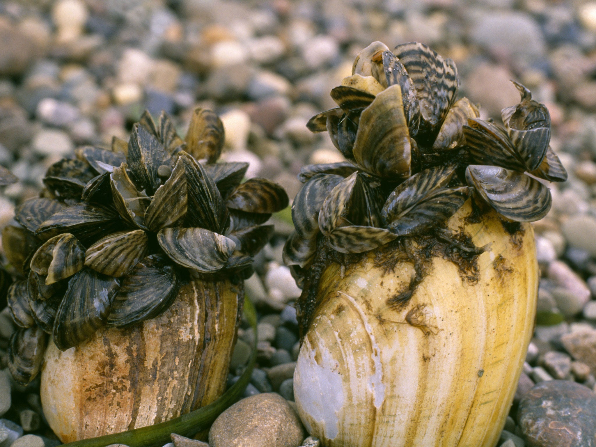 Zebra mussels