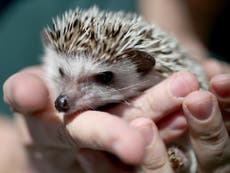 COMMENT: The poor old hedgehog needs our help