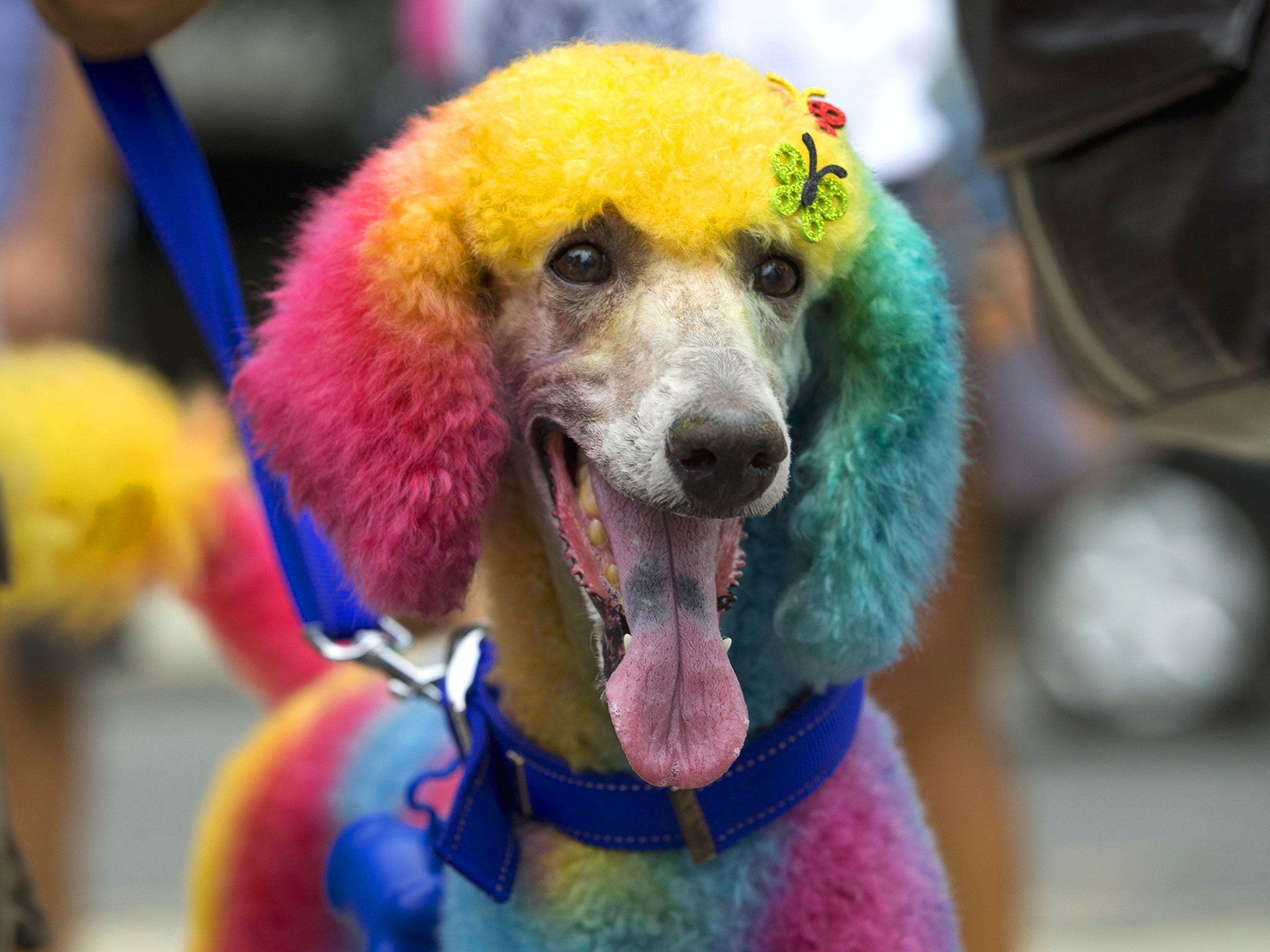 A multicolored painted poodle is seen during the "Blocao" dog carnival in Rio de Janeiro