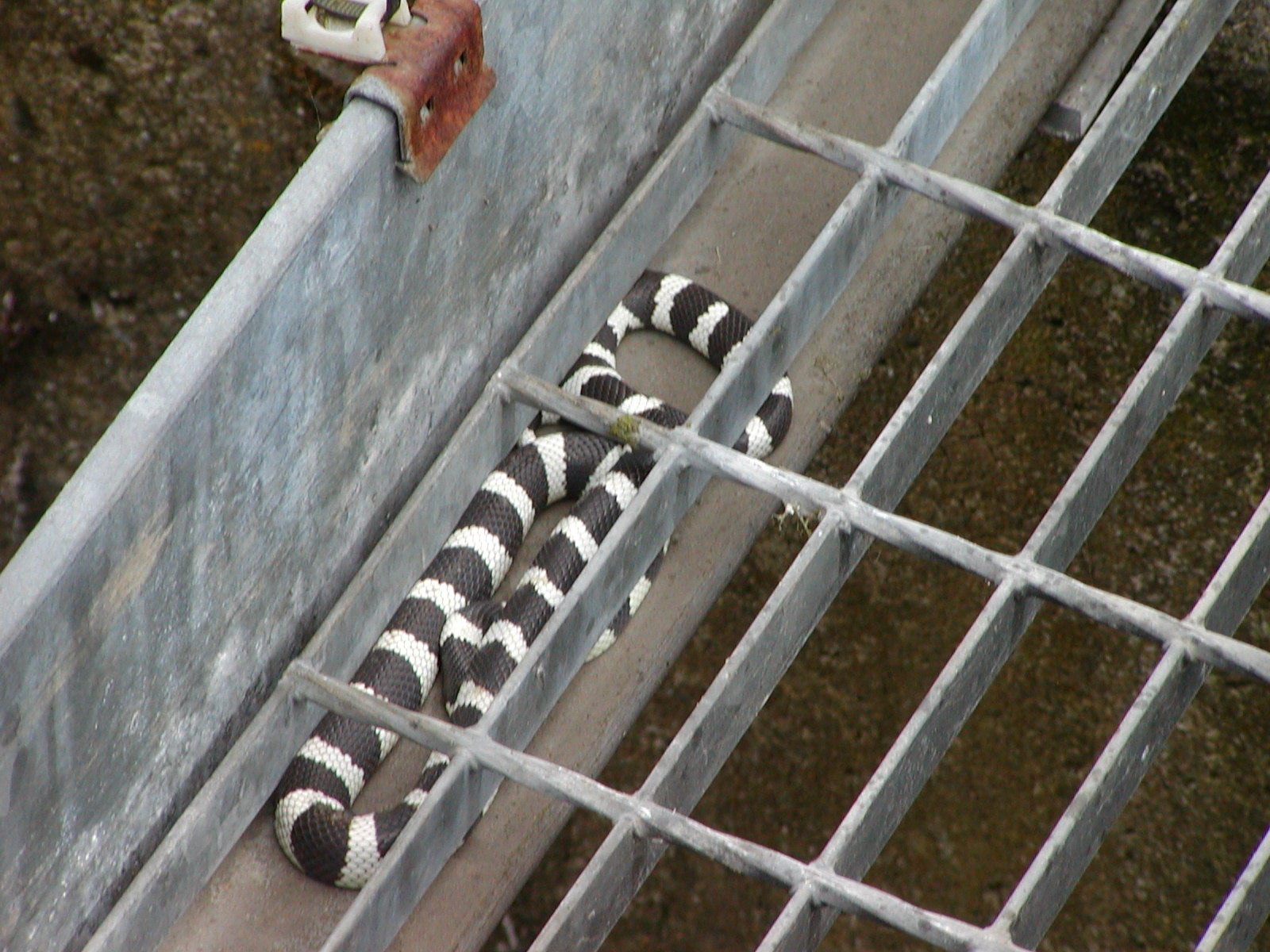 A snake found in the water works at Dunfermline