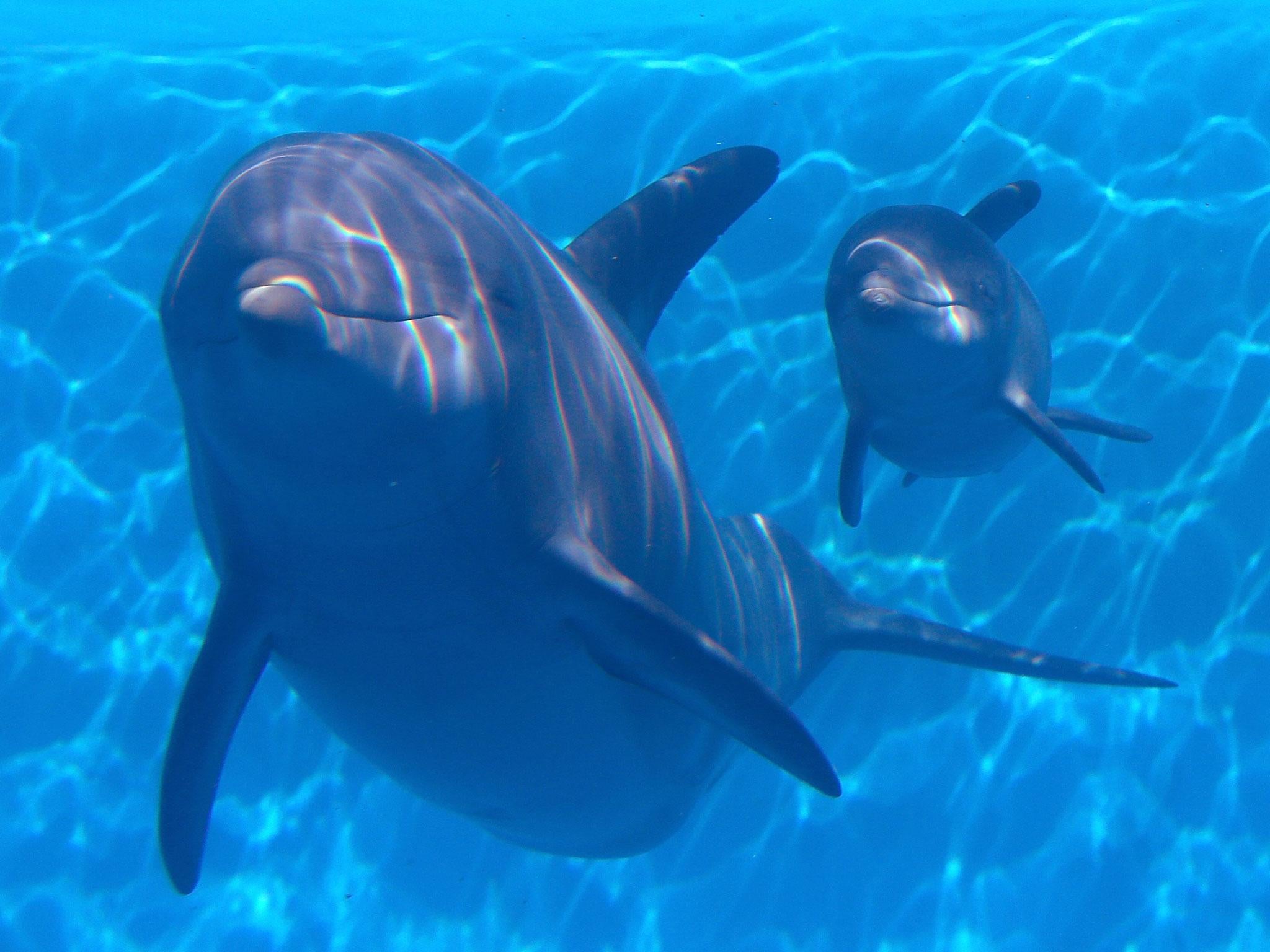 Bottlenose Dolphins, unrelated to the research, swims in a pool.