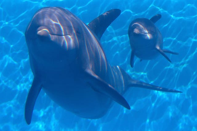 Bottlenose dolphins have evolved to have complex vaginal structures