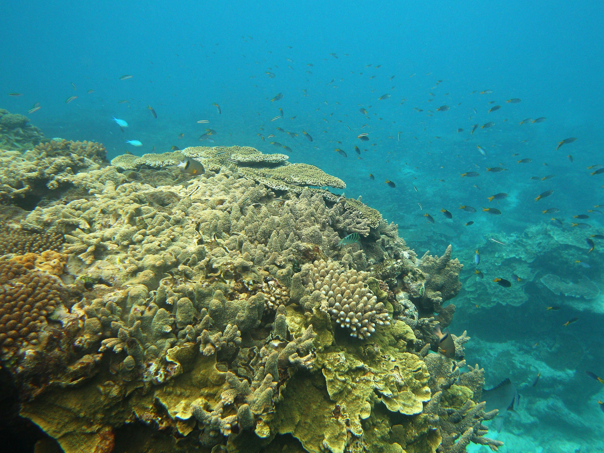 Fish are seen swimming around coral formations on the southern-most coral cay of the Great Barrier Reef.