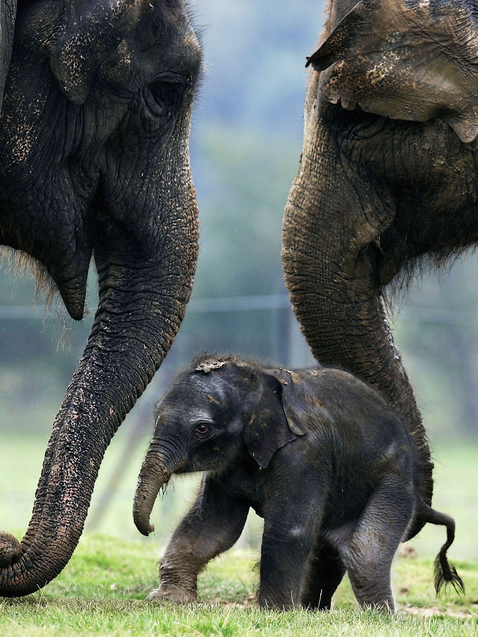 A baby Asian elephant 