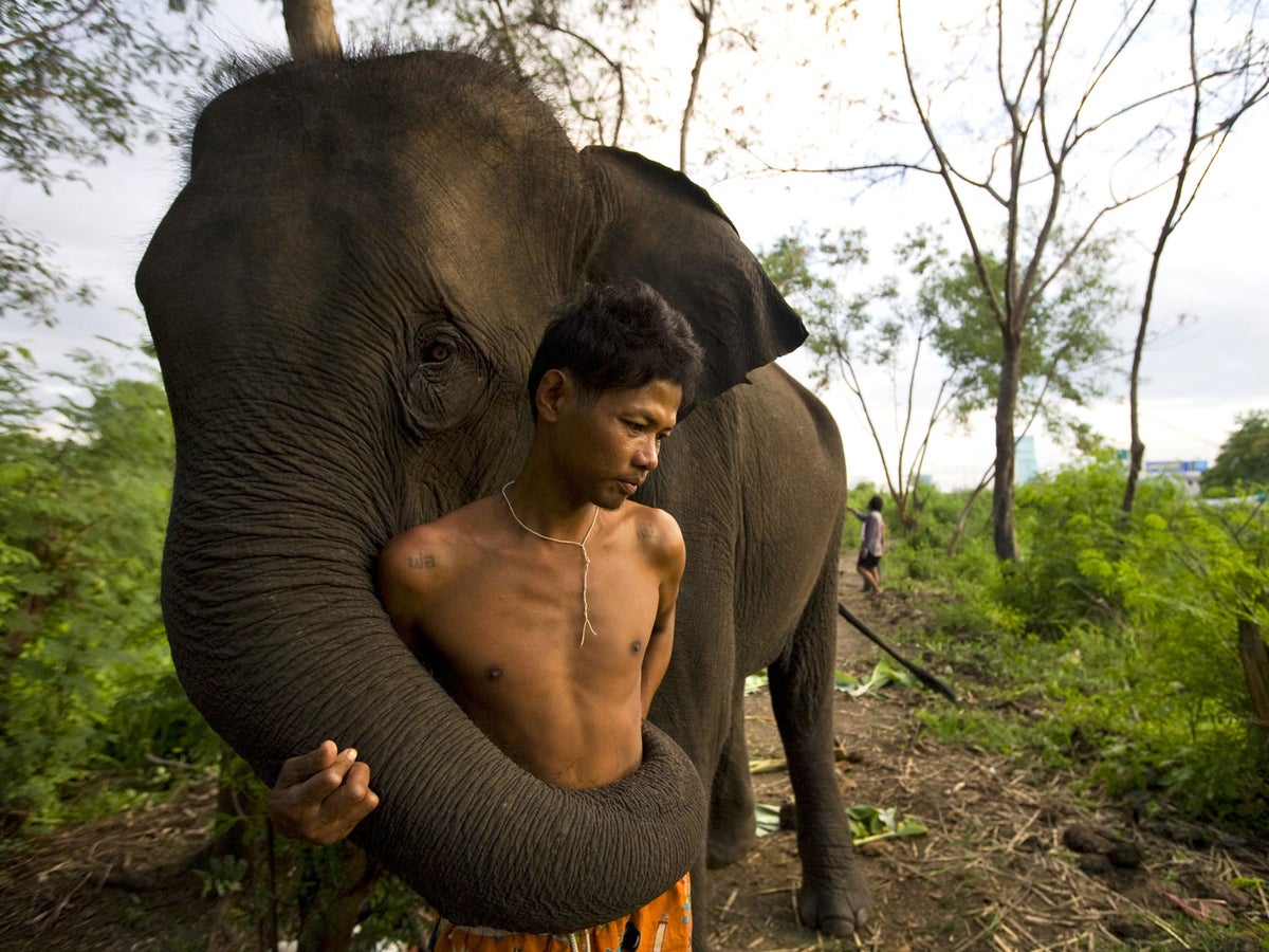 Elephants can recognise the gender and ethnicity of human voices | The  Independent | The Independent