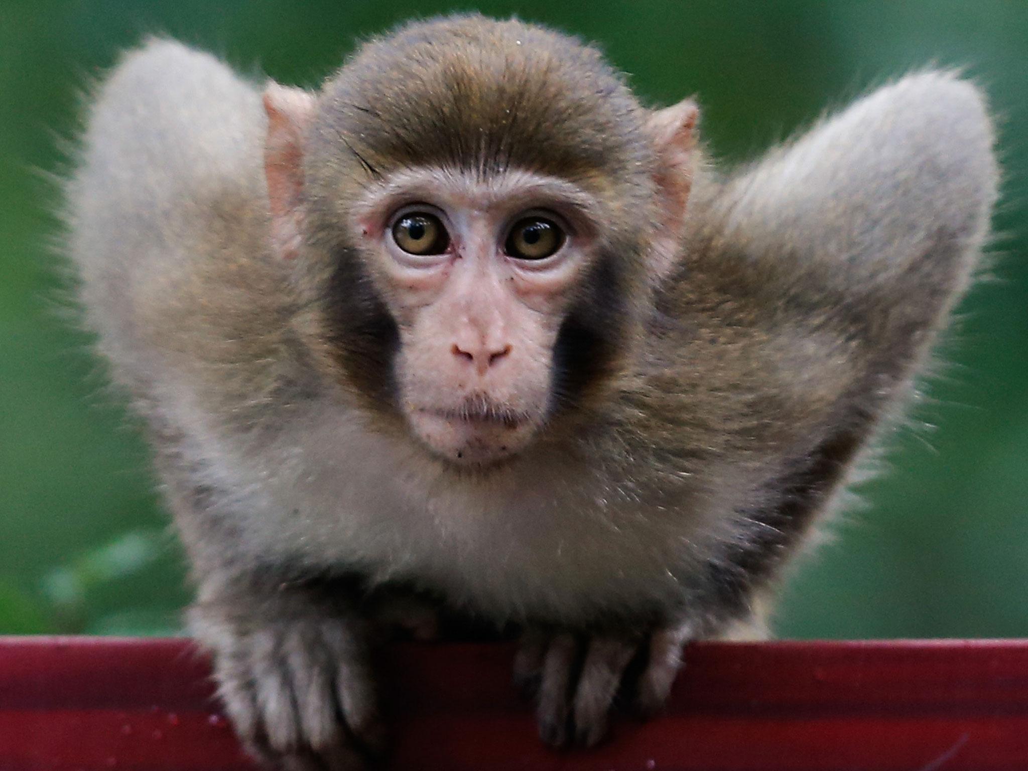A macaque monkey, unrelated to the study, plays in China.