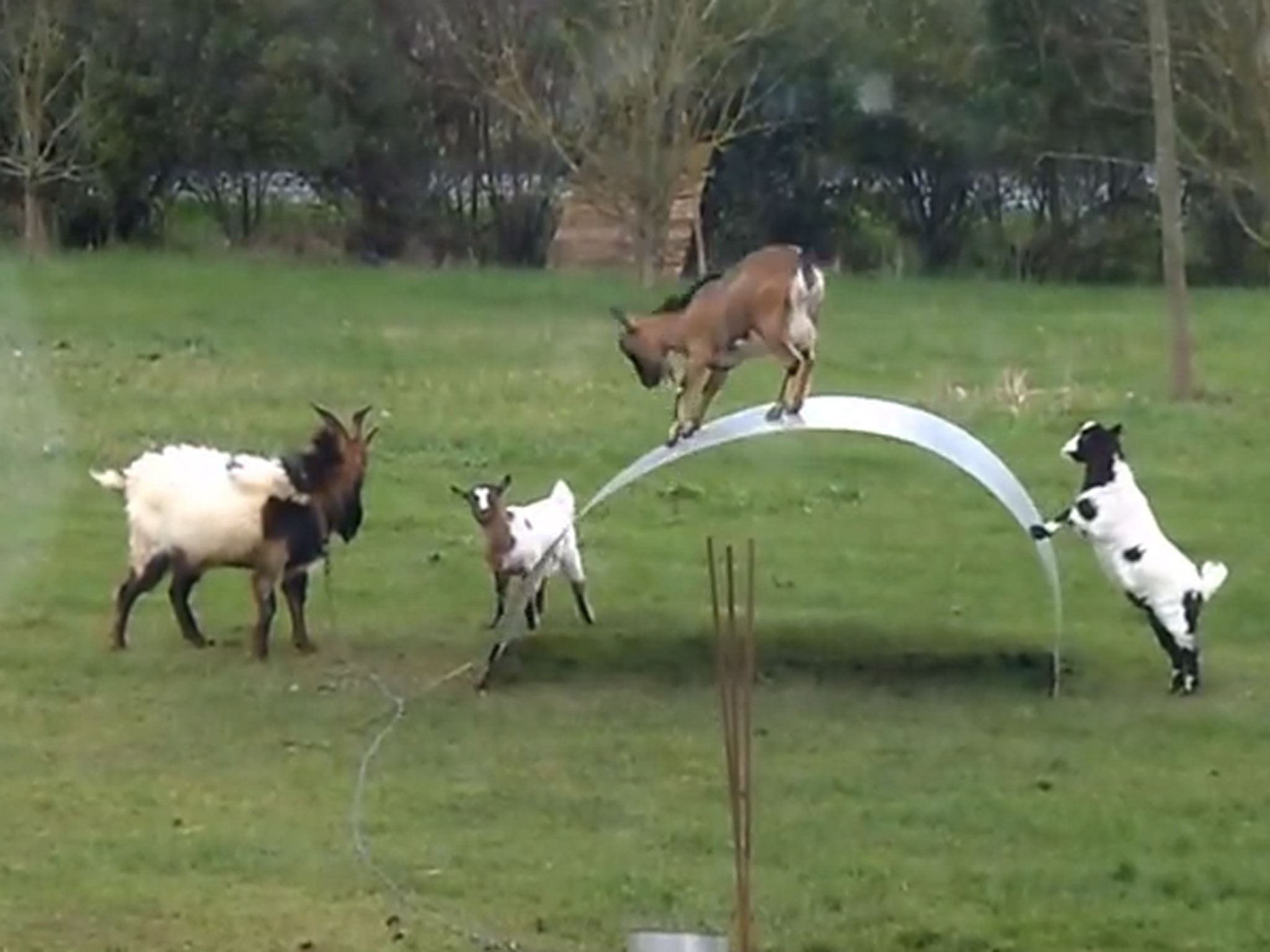 The video, sadly without sound, shows the goats clearly having a great time kidding around in a garden