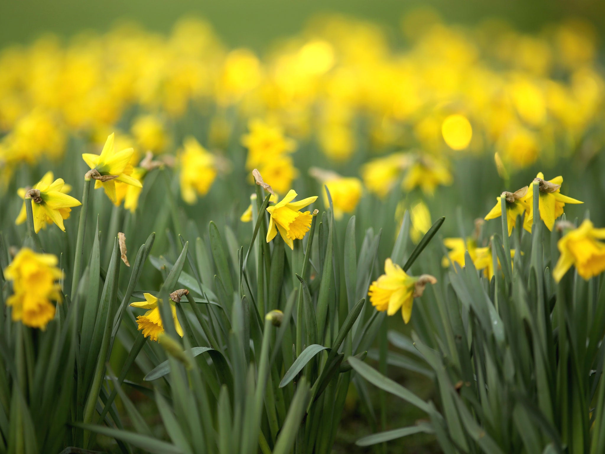 Daffodils bloom in Sefton Park as the first signs of Spring begin to show across the United Kingdom in Liverpool