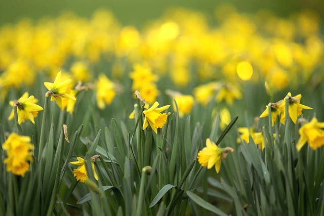 Daffodils bloom in Sefton Park as the first signs of Spring begin to show across the United Kingdom in Liverpool 