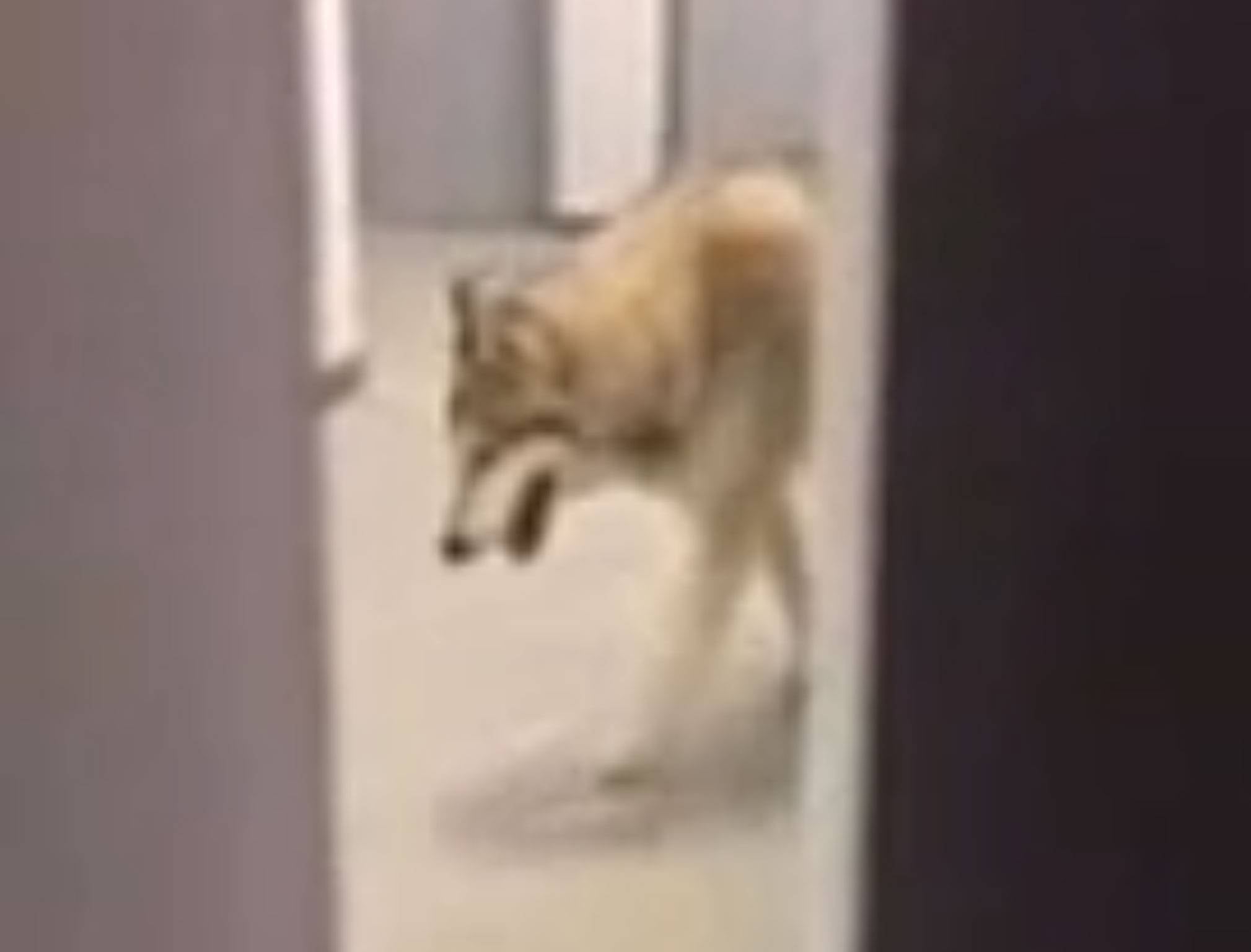 A screen grab from athlete Kate Hansen's filming a wolf wandering through her hotel