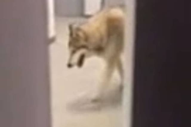A screen grab from athlete Kate Hansen's filming a wolf wandering through her hotel
