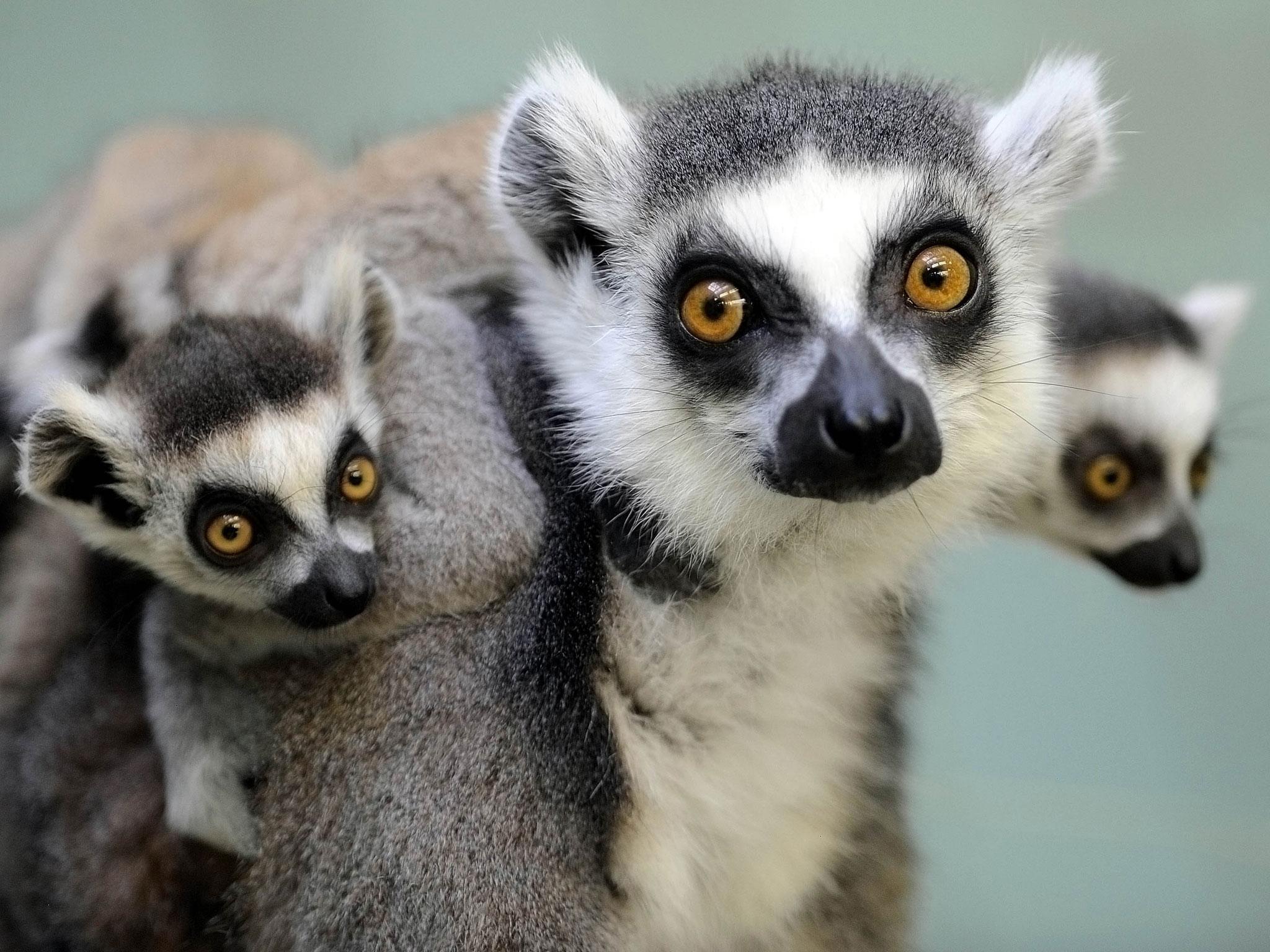 Two ring-tailed lemur babies sit on their mother's back.