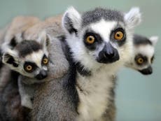 Madagascar: Lemurs could be extinct 'very soon' experts warn