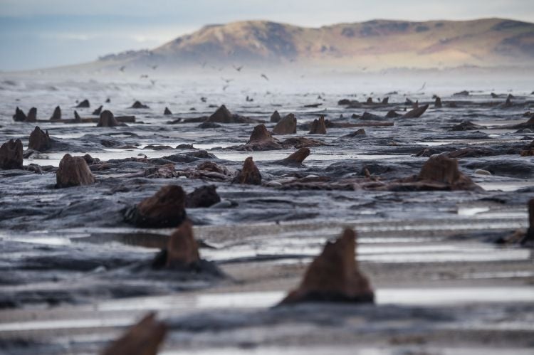 The recent huge storms and gale force winds that have battered the coast of West Wales have stripped away much of the sand from stretches of the beach between Borth and Ynyslas.