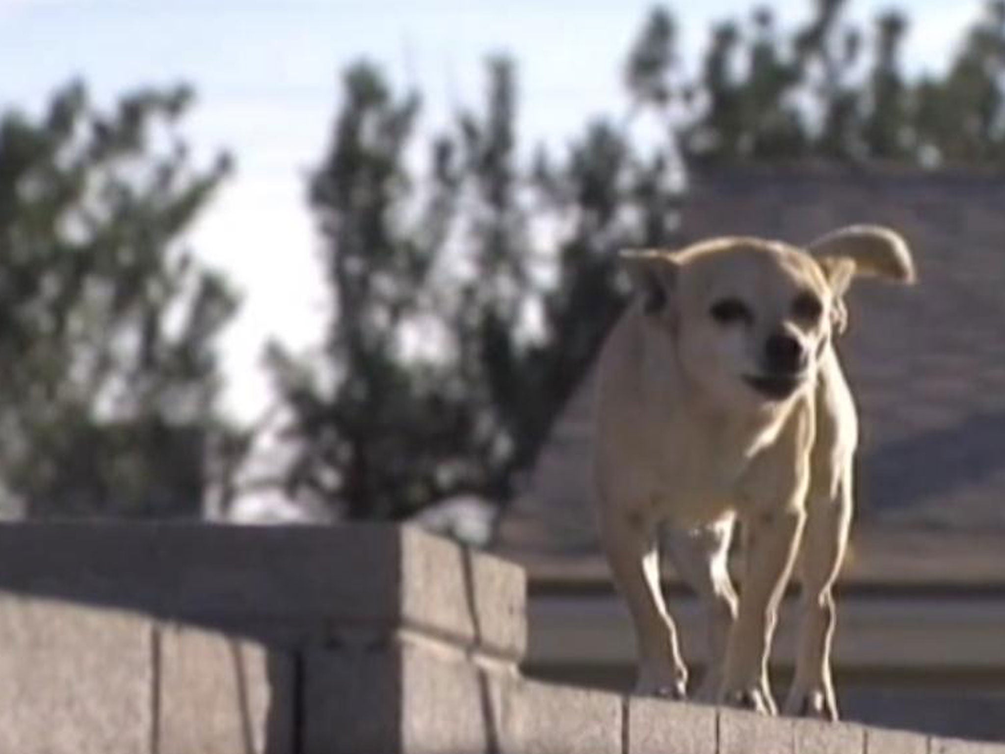 Residents of an Arizona neighbourhood say they are being terrorised by pack-forming stray Chihuahuas, who are running rampage in the suburb of Maryvale.