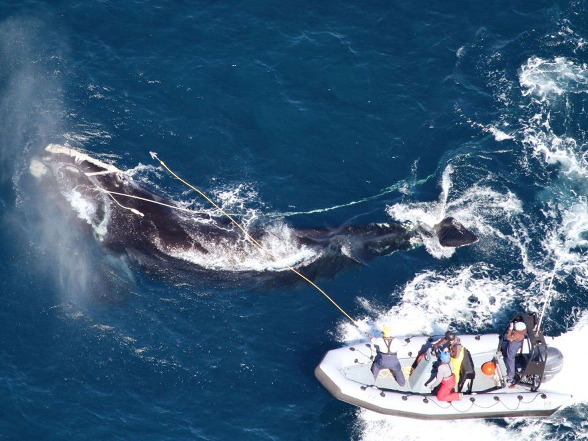 Members of the Georgia DNR and Florida Fish and Wildlife Conservation Commission try and untangle an endangered right whale