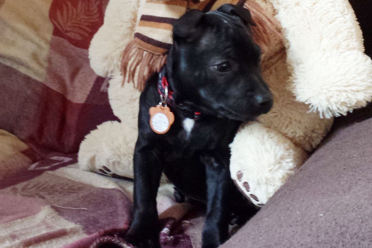 my dog licked a drop of vape juice Dog dies after coming into contact with e-cigarette fluid | The Independent