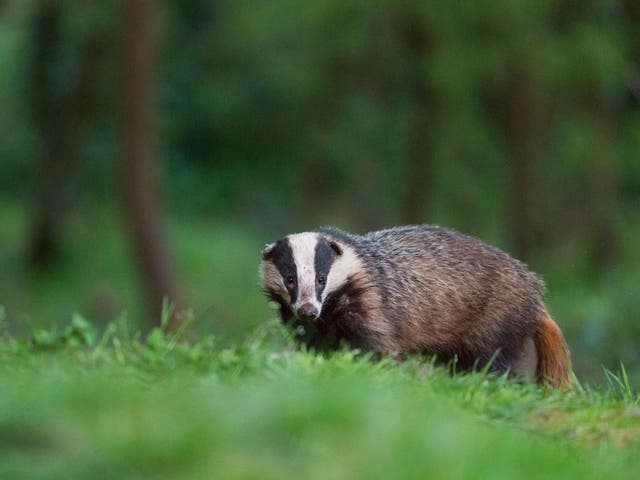 Badgers have been killed in 10 zones across the country