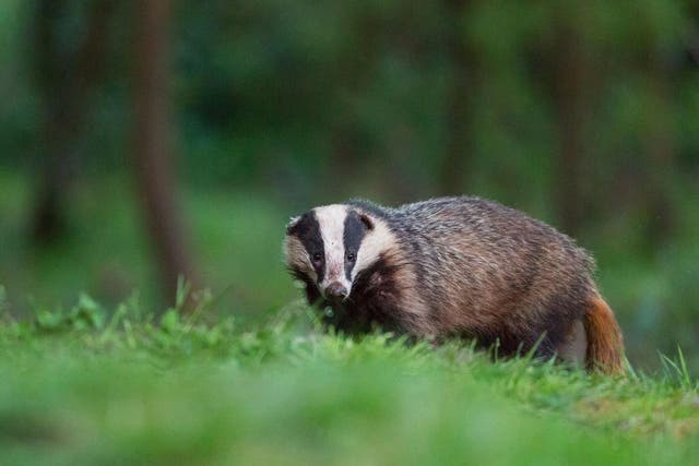 Badgers have been killed in 10 zones across the country