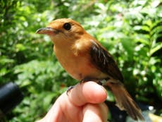 Read more

A bird on the brink of extinction, the Tahiti monarch has one hope –