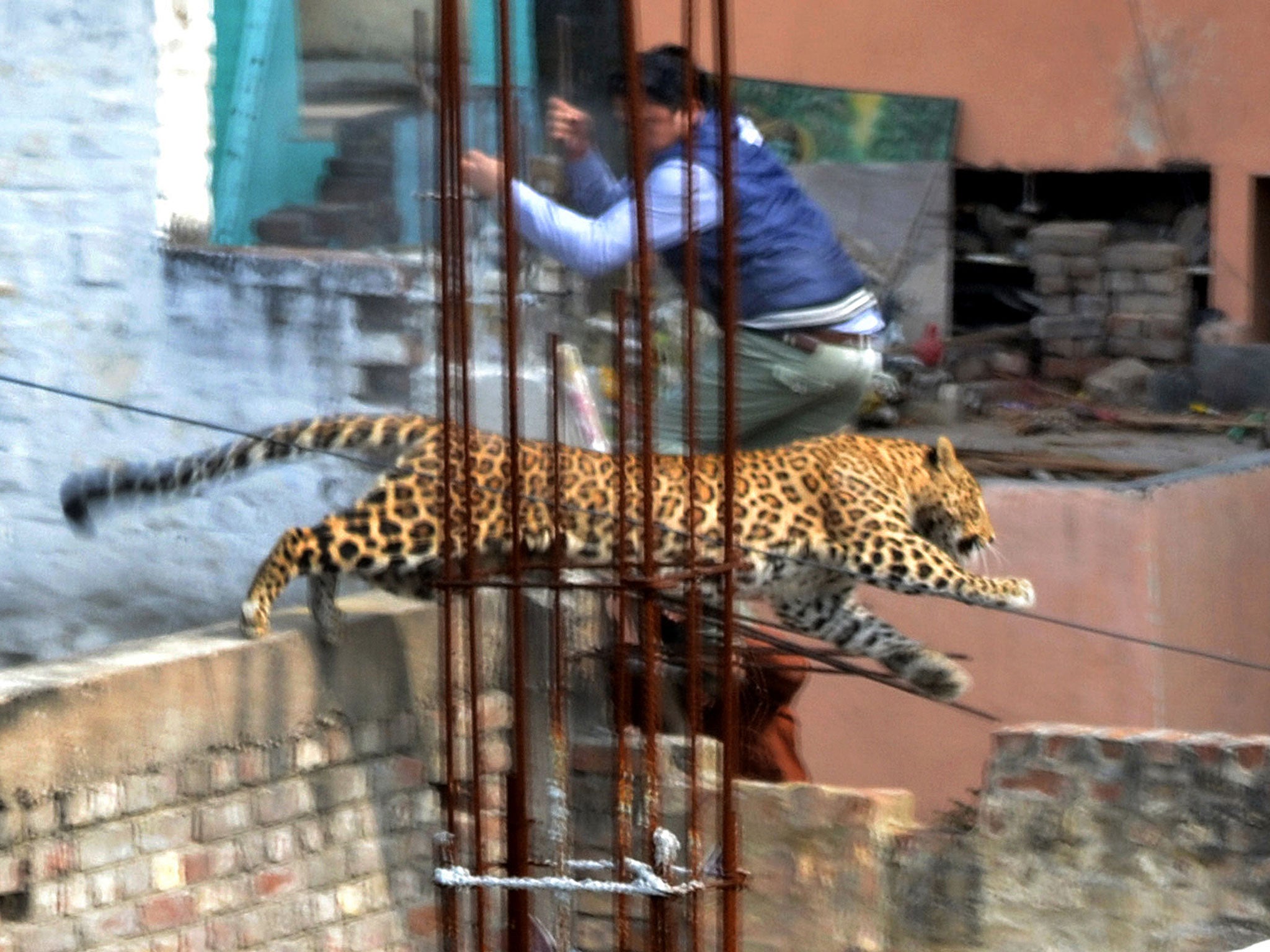 A leopard on the loose has caused panic in the city of Meerut