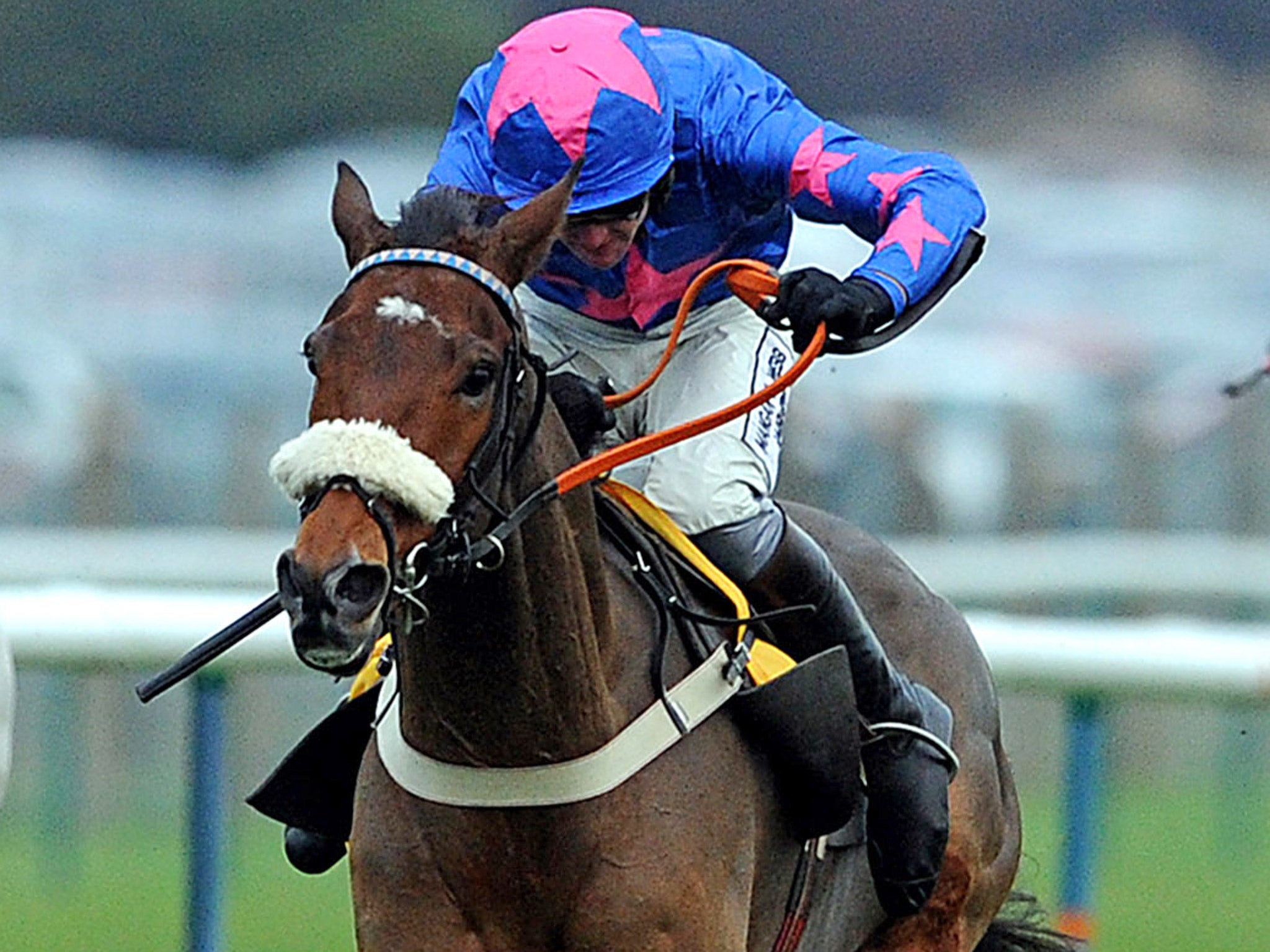 Cue Card is out of the Gold Cup after pulling muscles
