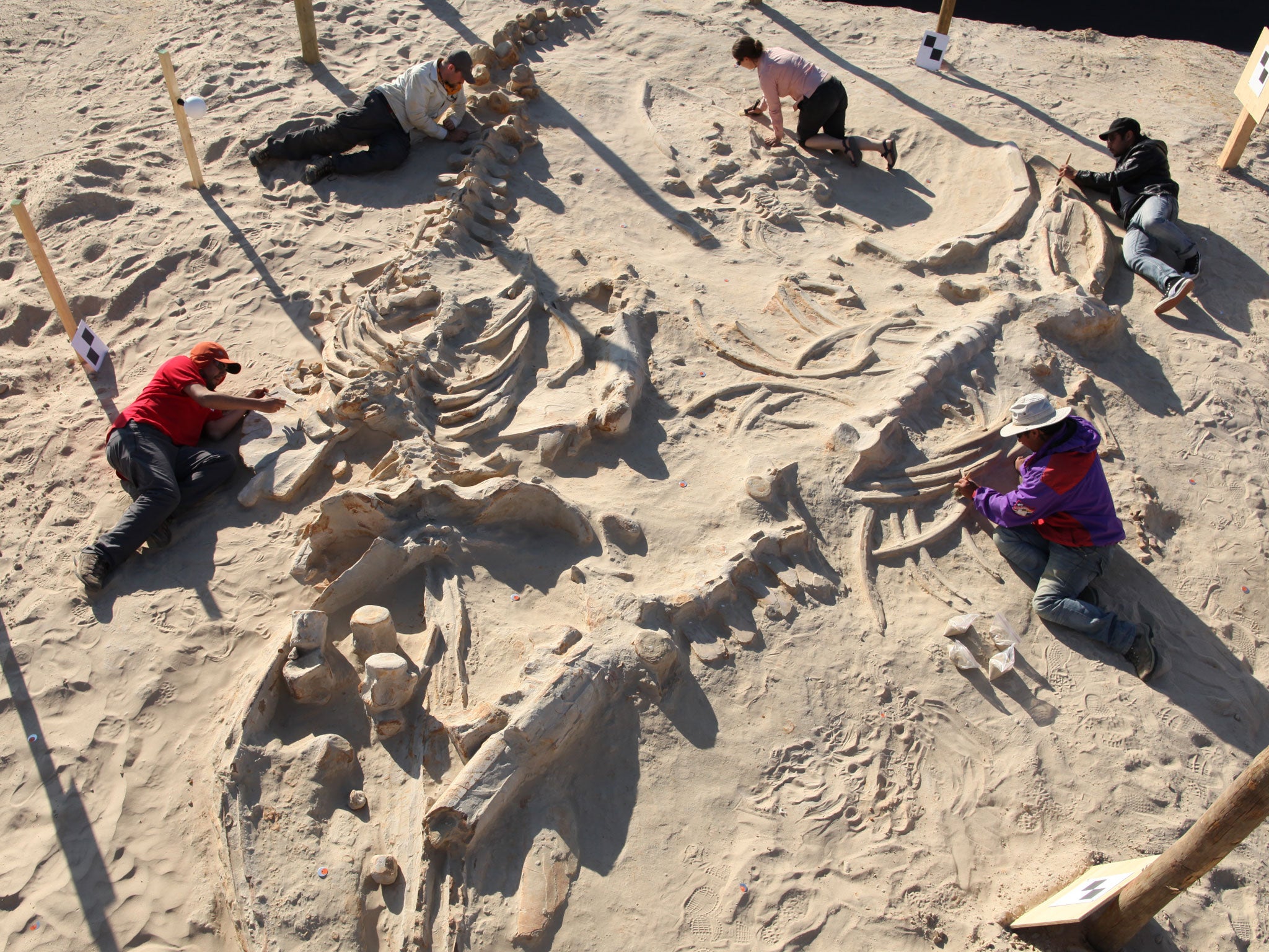 Chilean and Smithsonian paleontologists study several fossil whale skeletons at Cerro Ballena, next to the Pan-American Highway in the Atacama Region of Chile in 2011