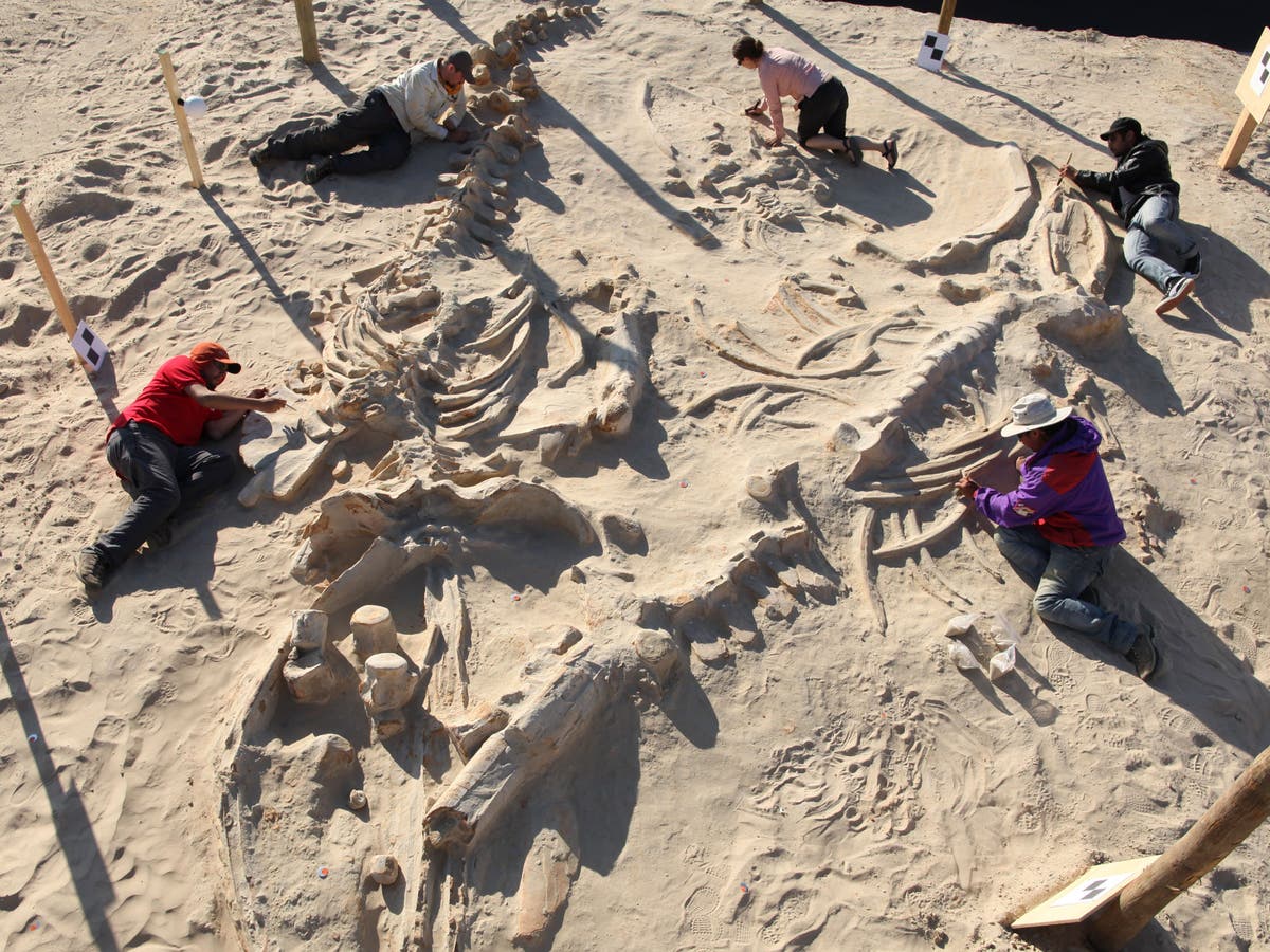 mystery-behind-astonishing-five-million-year-old-whale-graveyard