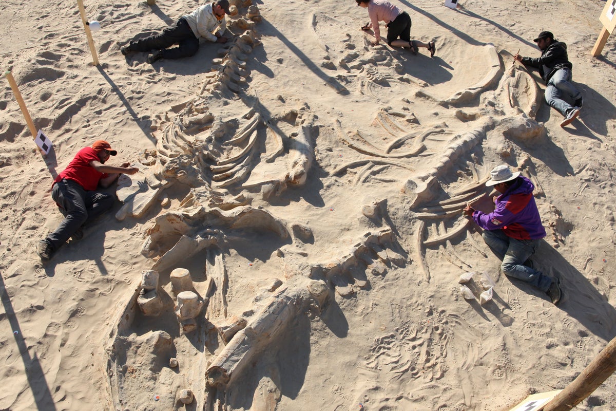 Massive whale graveyard dating back 5 million years discovered
