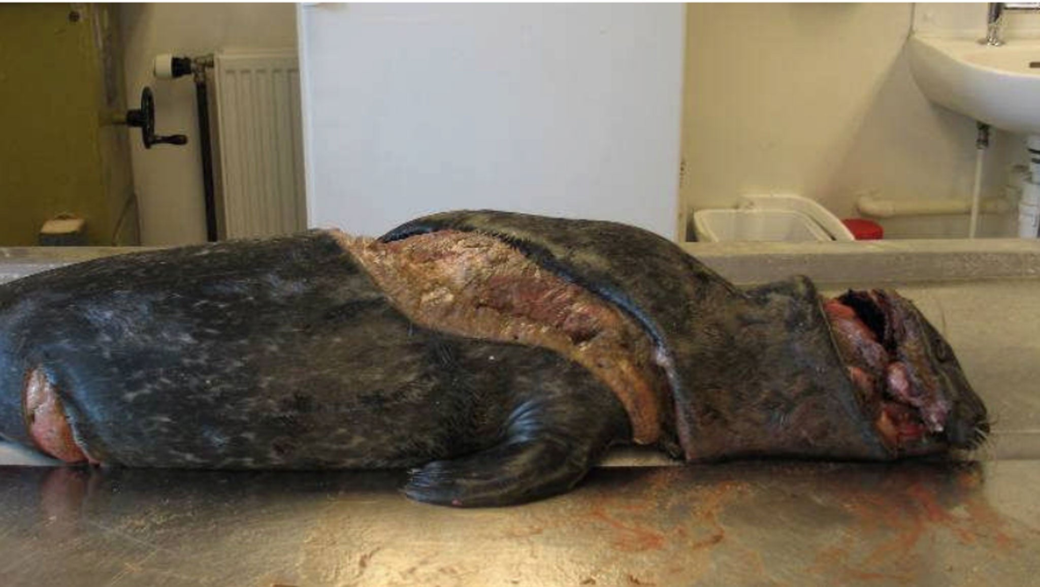 Harbour seal juvenile showing typical spiral wound, collected in the Edenestuary in St Andrews Bay, July 2009 (SMRU)