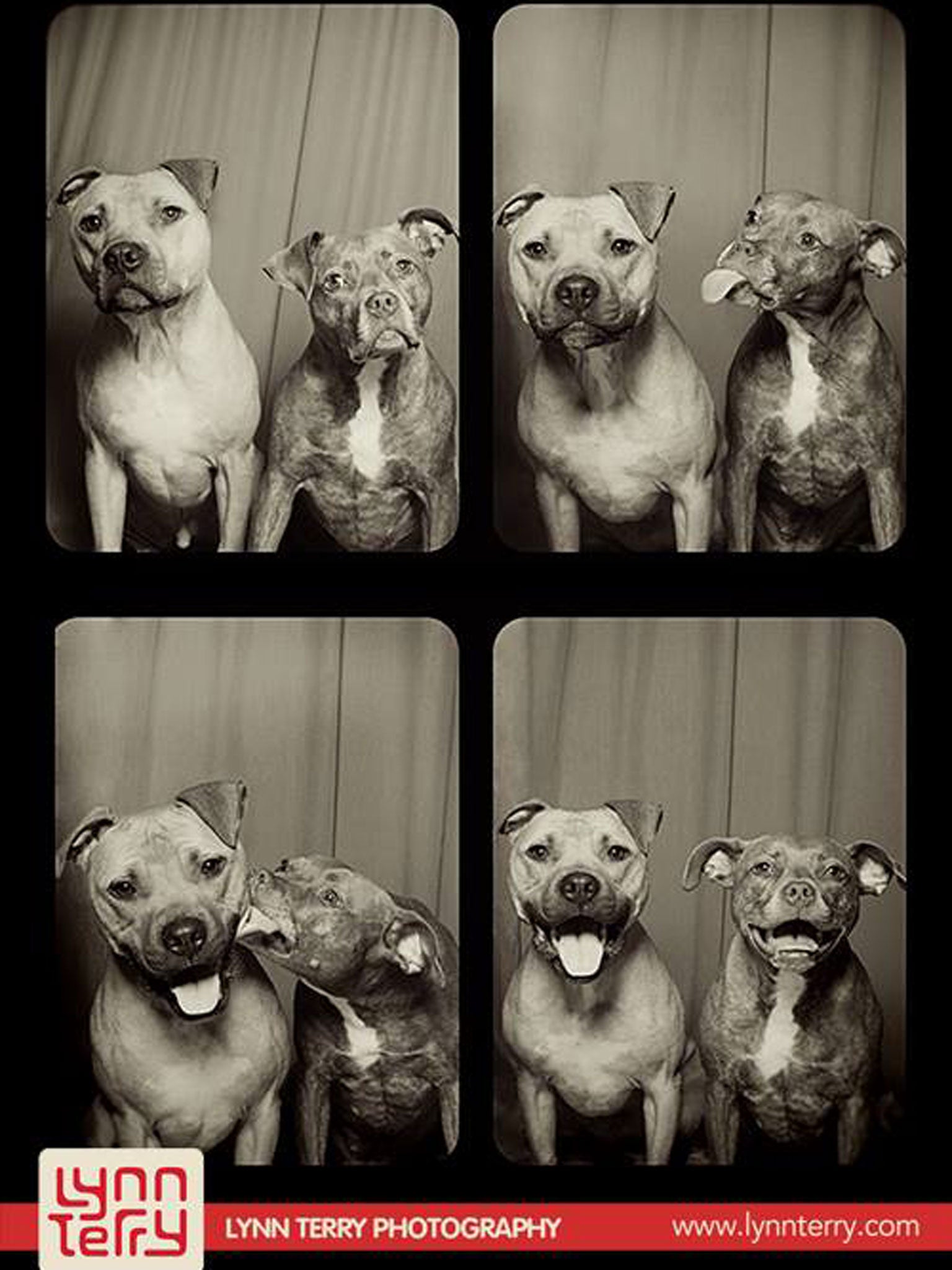 Willis (left) and Bumper (right) shine in front of the camera