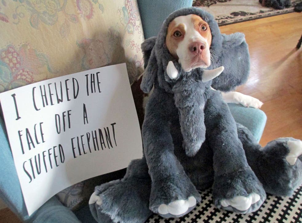 Not sorry: Dogs feel no shame 