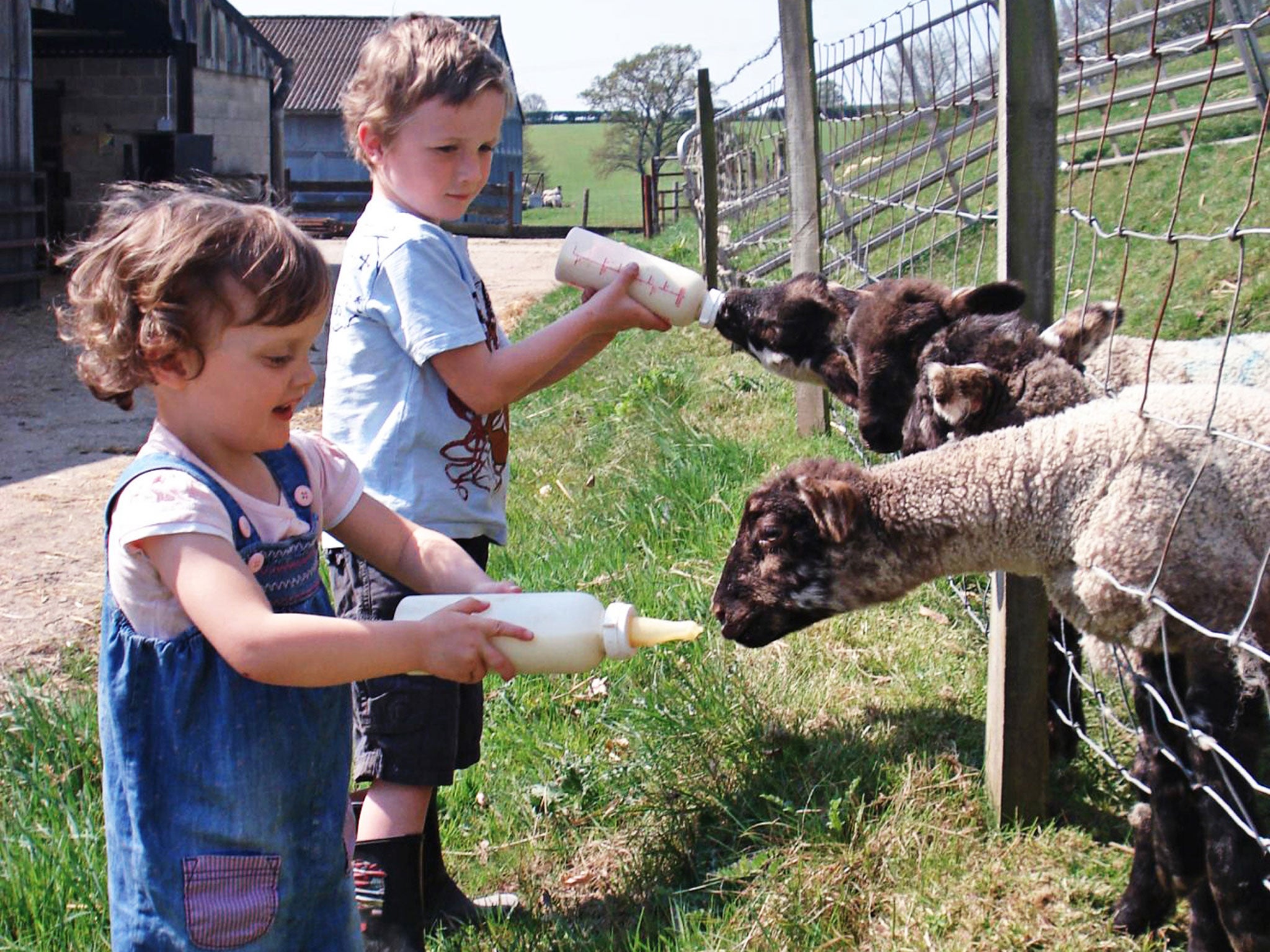 Raising the baa: lambs at Hare Farm Hideaways