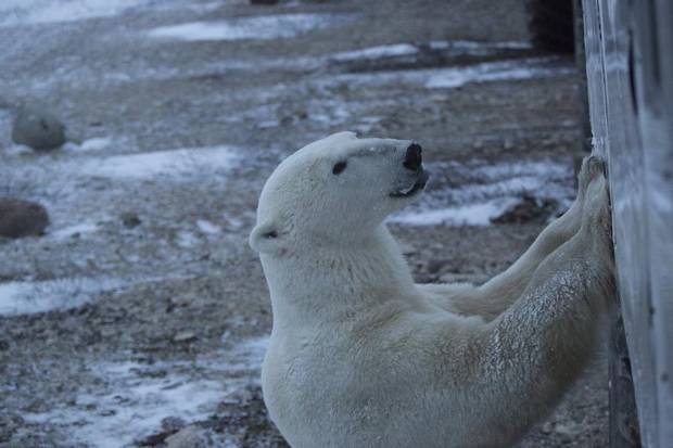 The project is designed to raise awareness about the polar bears' plight.