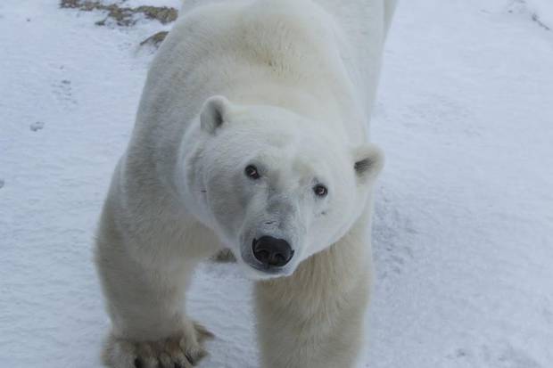 Some curious bears came right up to the Street View buggy.