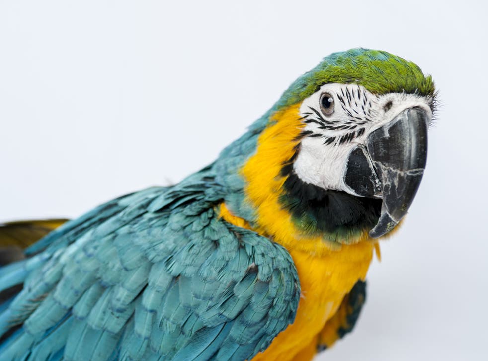 Should police employ parrots as detectives? A pet parrot helps solve a murder in India. 