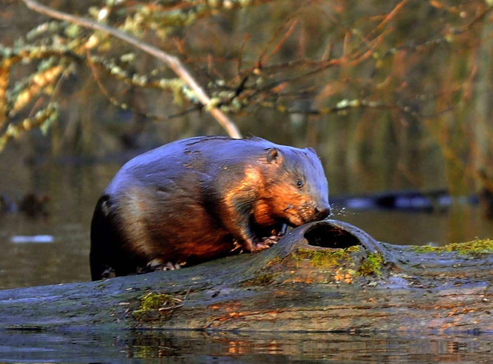 A family of wild beavers has been seen in England for the first time in up to 400 years, according to experts
