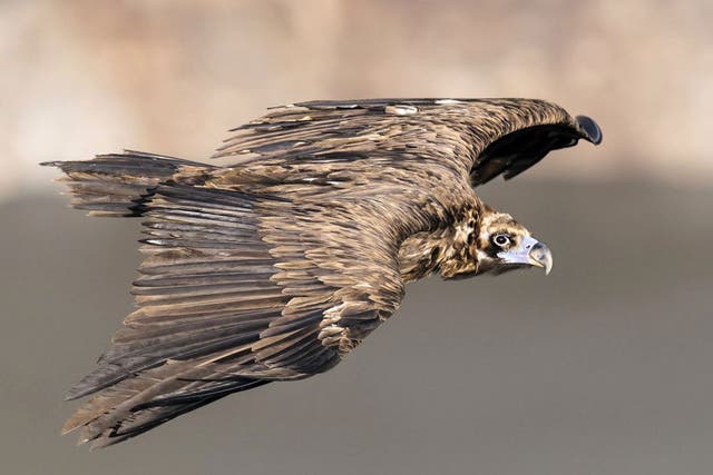 Attention span: a black vulture over Mallorca 