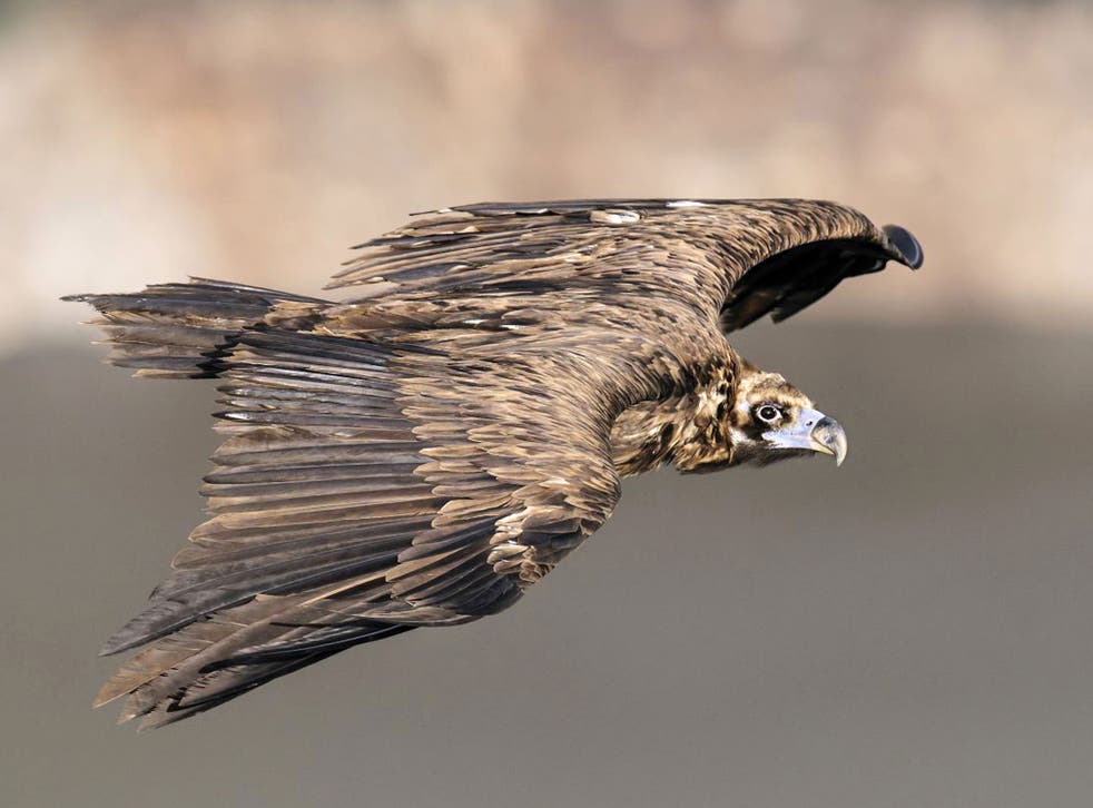 Attention span: a black vulture over Mallorca 