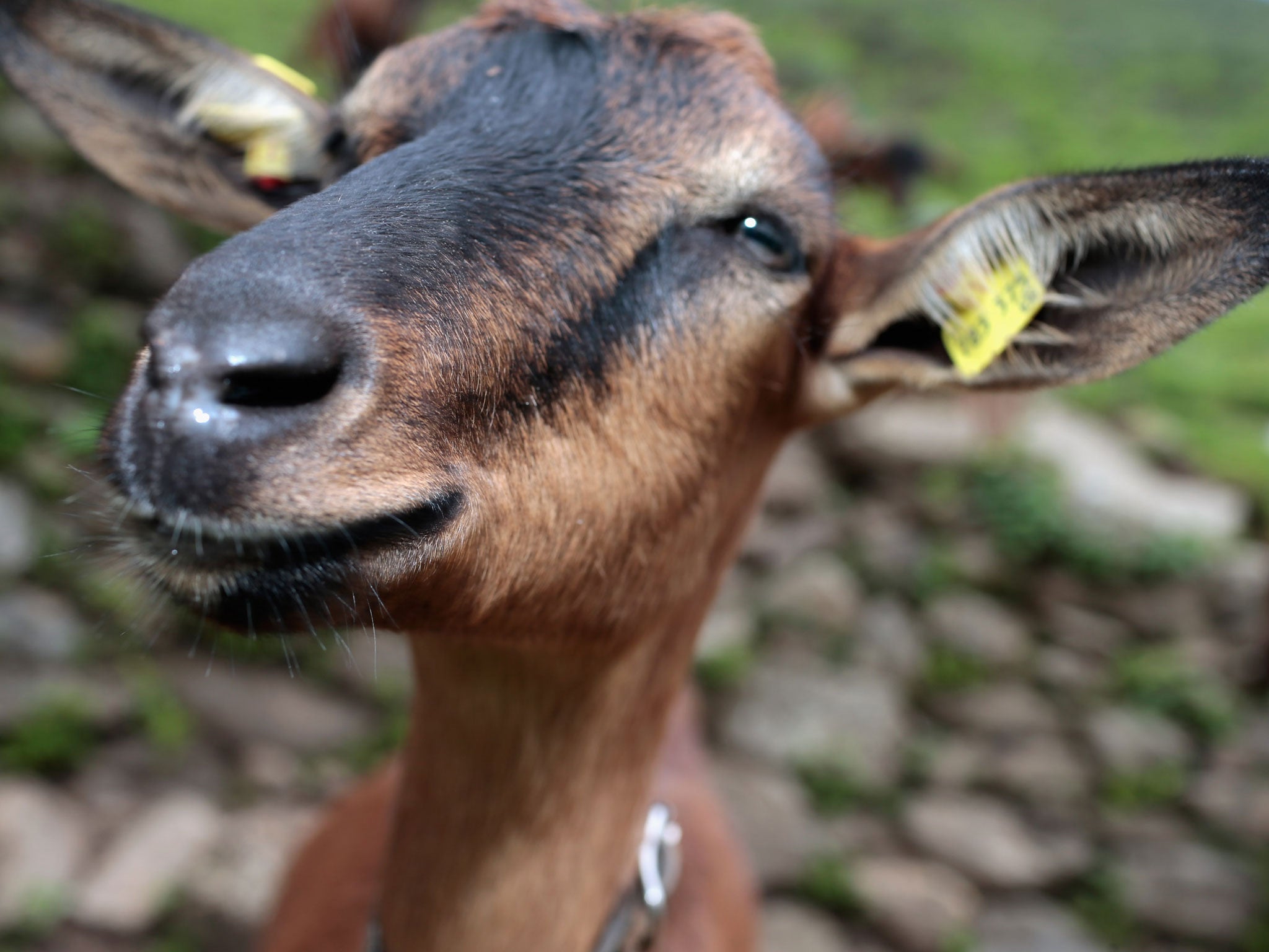 Food inspectors discovered 'large amounts' of goat meat which was falsely labelled as lamb