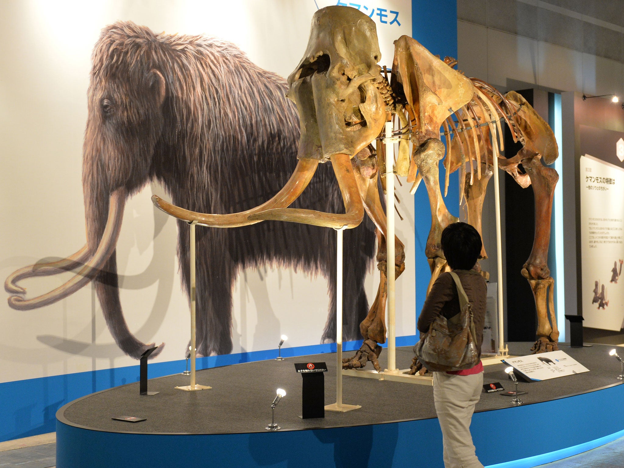 Woolly Mammoths became extinct thousands of years ago - but could scientists reverse the process?