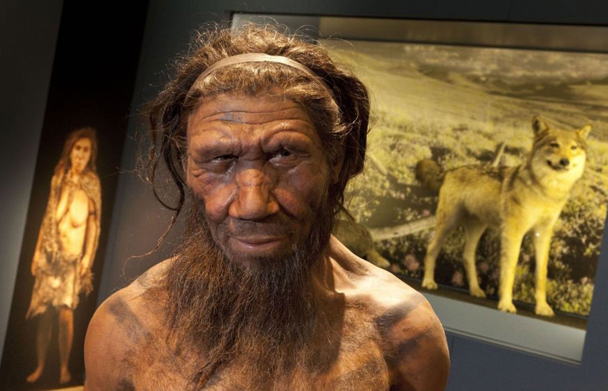 A Neanderthal model on display at the Natural History Museum