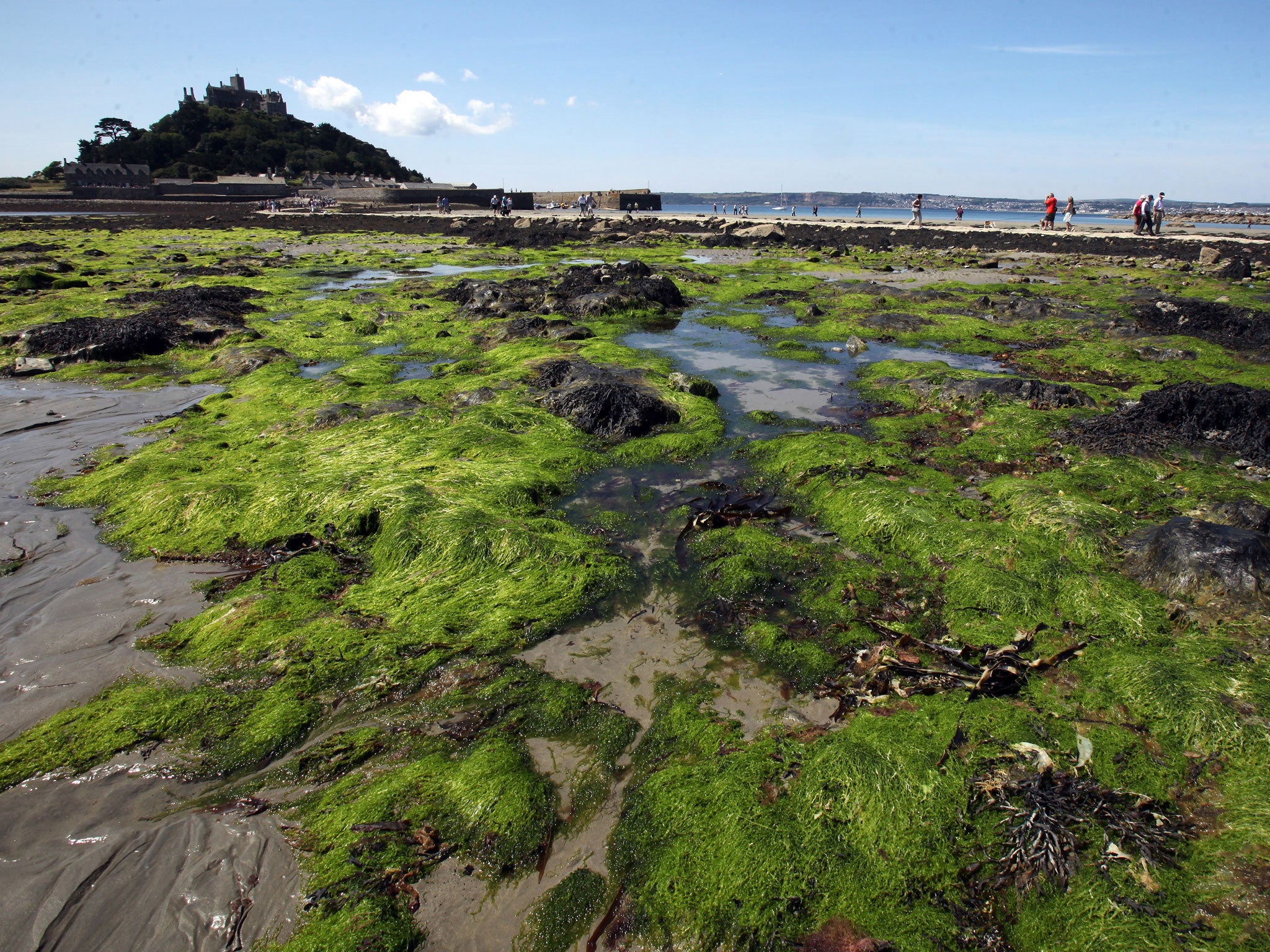 Seaweed is readily available around the British coastline