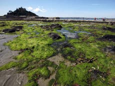 Could seaweed stop the tide of obesity? Scientists creating supplement
