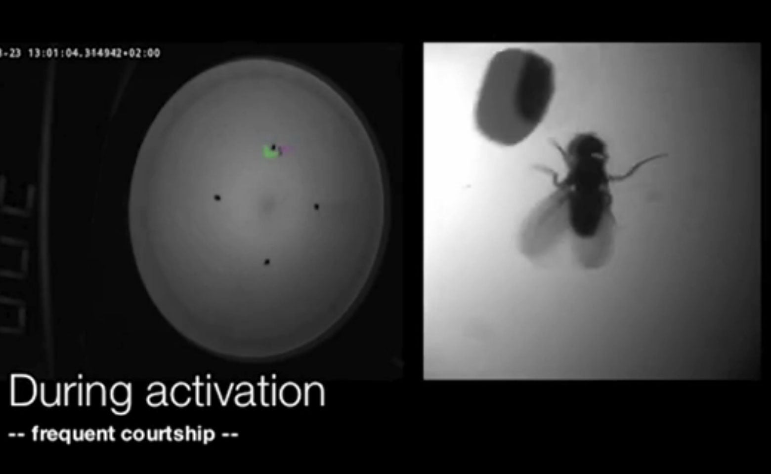 A screenshot showing a fly controlled by FlyMAD approaching a ball of wax.