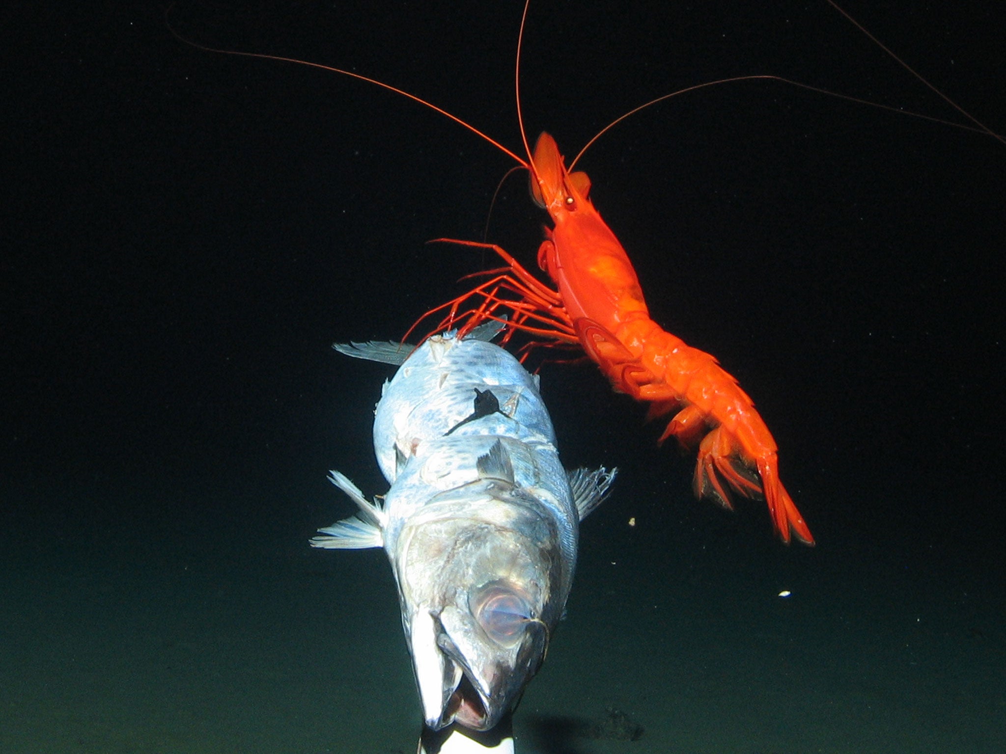 A large prawn feeding at bait 7,000 metres under Pacific Ocean