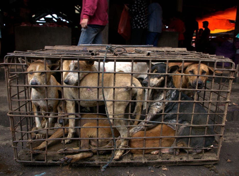 Caged dogs at Tomohon Market in Indonesia