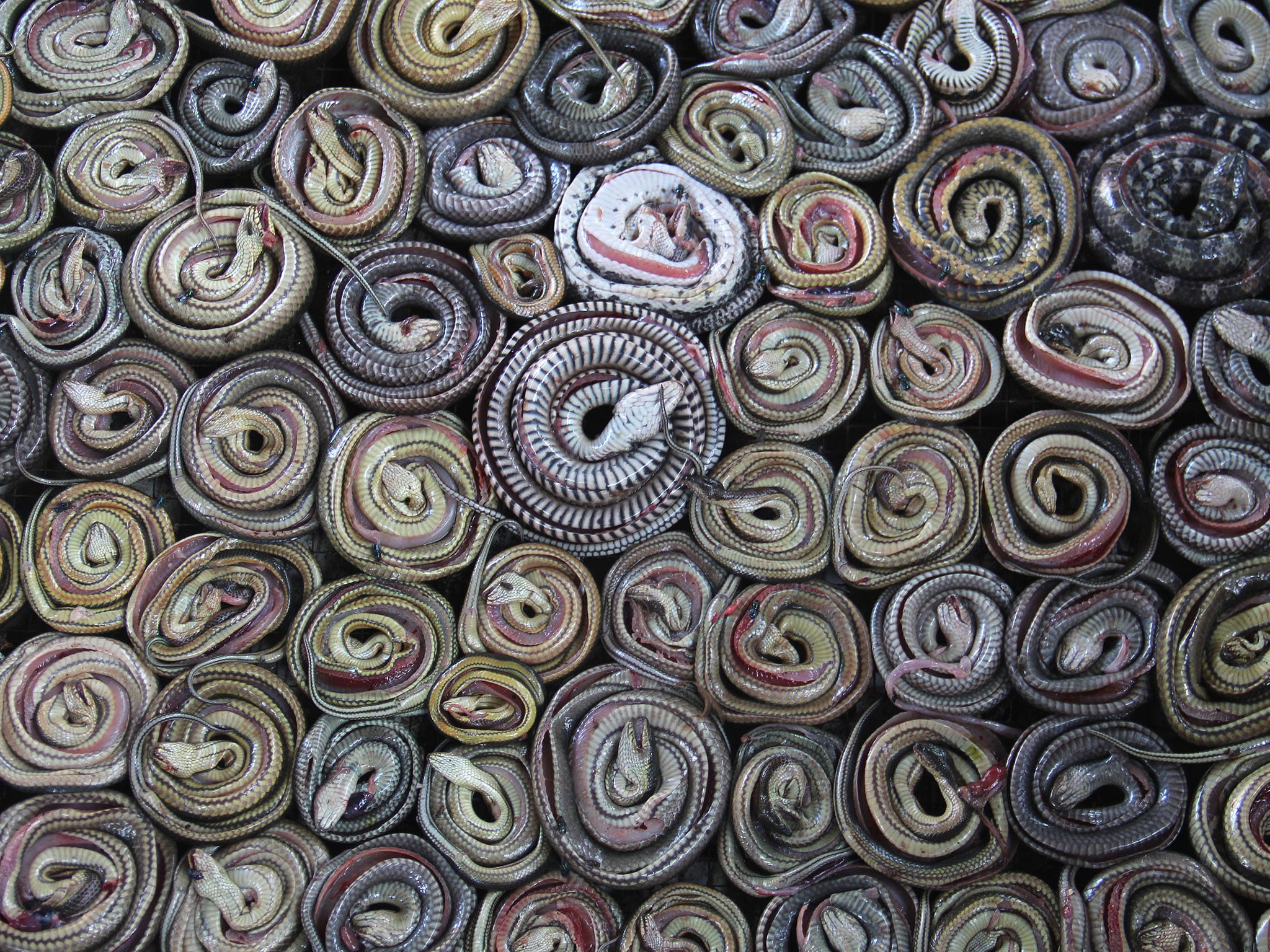 Snakes are collected and rolled before putting into the oven in the village of Kertasura, Cirebon